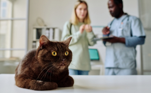 veterinarian difficult client conversation