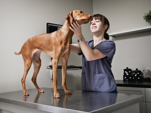 vet with dog