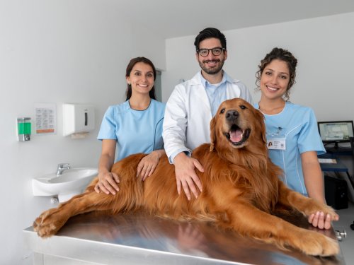 vets with dog