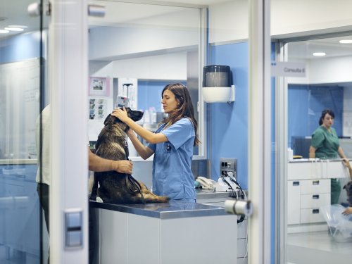 vet with dog