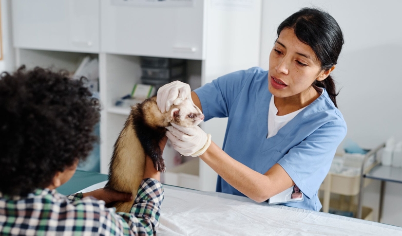 Client Communication Strategies During Veterinary Emergencies