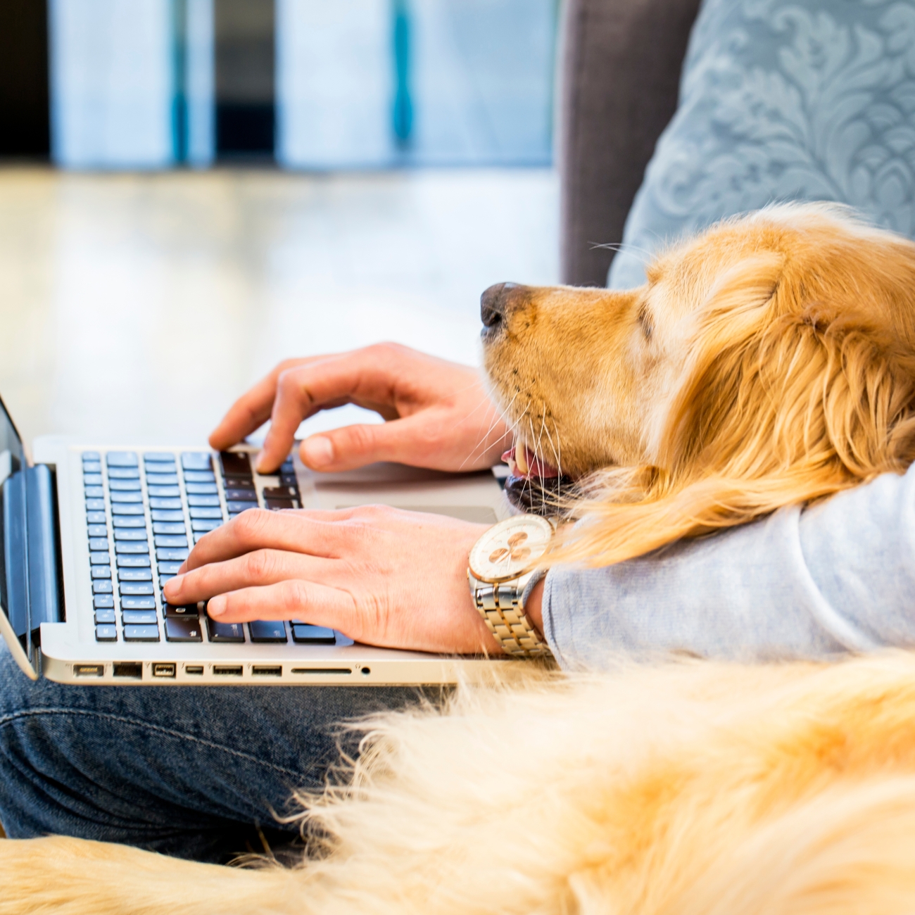 dog with laptop user