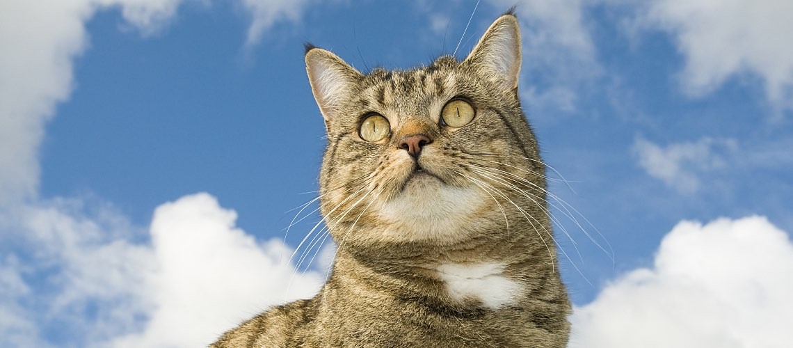 Cat Looking at Mouse in Clouds