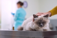 veterinary client bad news