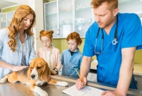 Veterinary client feedback