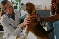 Preventive Care The Secret to Increasing Veterinary Practice Revenue