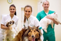 Veterinary Success