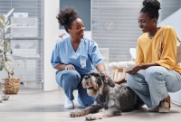 veterinary client communication