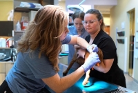 Stonebrook Family Pet Clinic