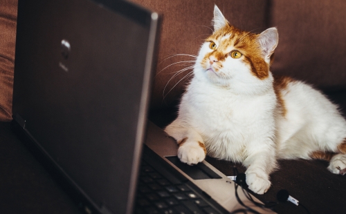 Neo cloud based veterinary software