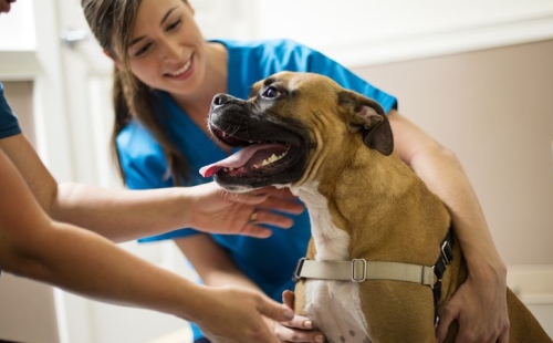 Veterinary team morale