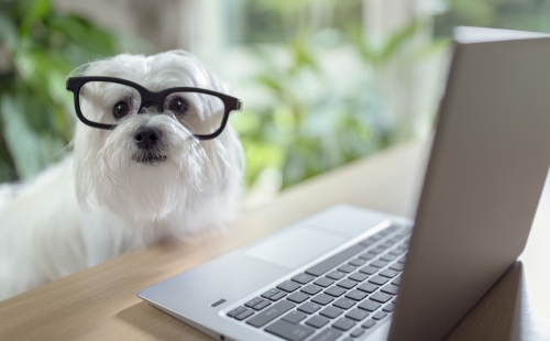 Changing veterinary software