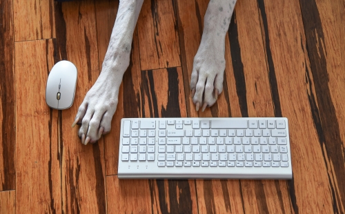 Cloud based veterinary software