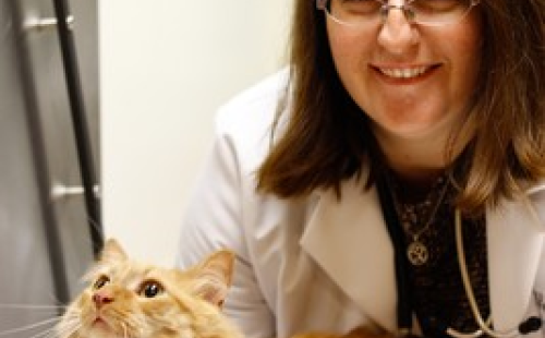 Cloud based veterinary software