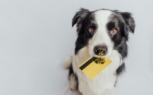cloud based veterinary software