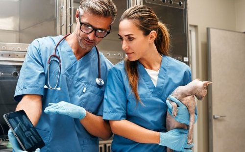Two veterinarians looking at x-rays
