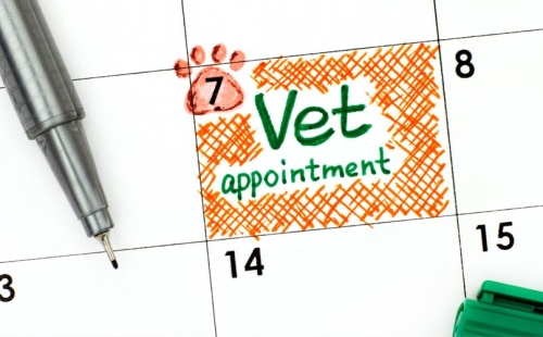Vet appointment marked in calendar