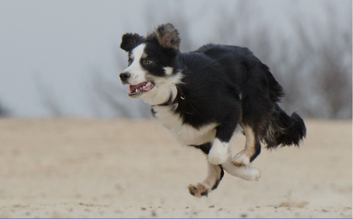 veterinary software