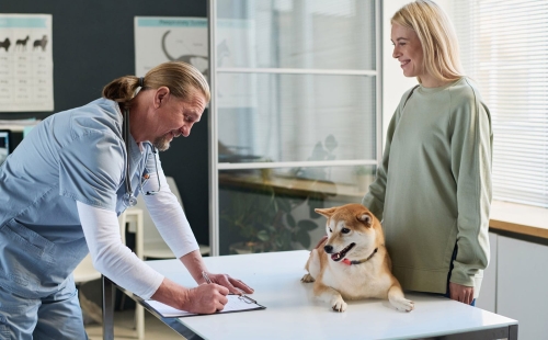 Building Effective Client Education Resources in Veterinary Medicine