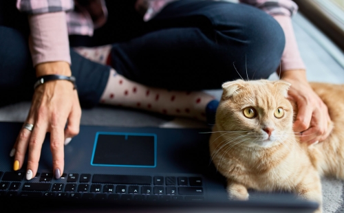 Enhancing Veterinary Client Communication with Online Portals