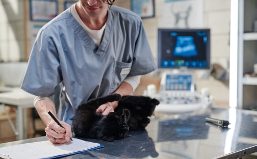 Optimizing Surgical Workflows: Best Practices for Improving Veterinary Efficiency