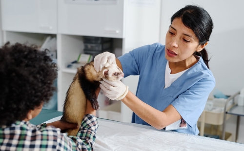 Client Communication Strategies During Veterinary Emergencies