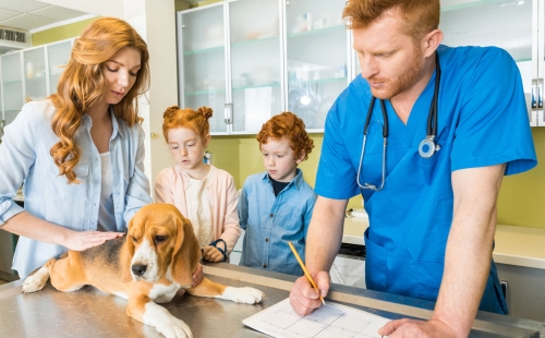 Veterinary client feedback