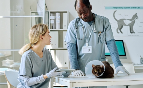Veterinarian Team Learning