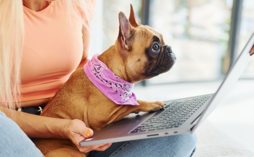 Dog and Owner looking at computer