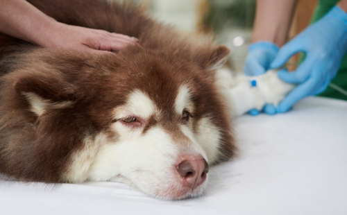 Sick Dog Getting Treatment