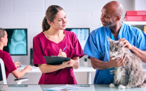 Delegating Veterinary Tasks for Team Efficiency
