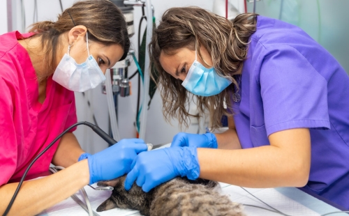 Veterinary Emergency Preparedness: Creating a Plan