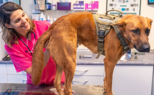 Vet Fearful dog