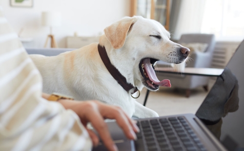 Dog Yawn