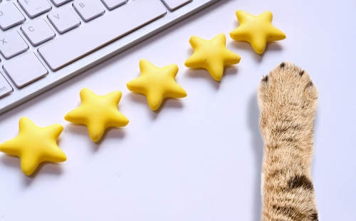 Cat Google reviews
