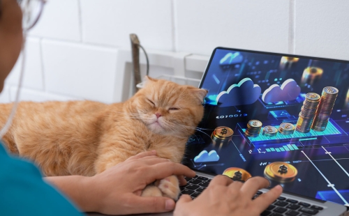 Vet on laptop