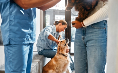 Marketing for vet practices