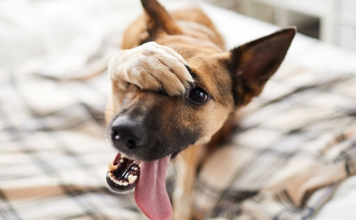 Ashamed Dog