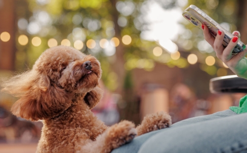 Marketing for vet practices