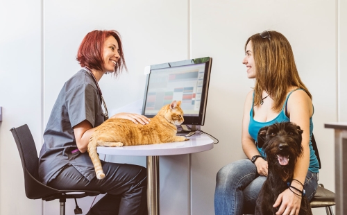 Vet getting feedback from patient