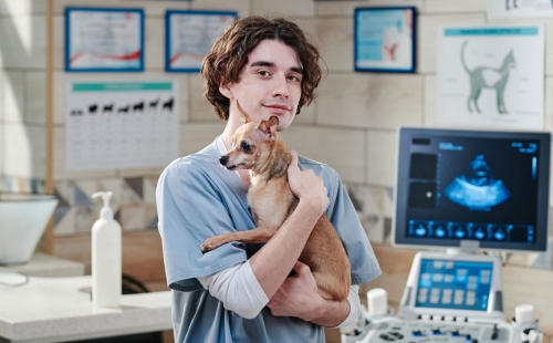 Vet holding dog