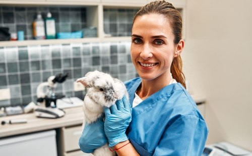 Veterinarian with bunny