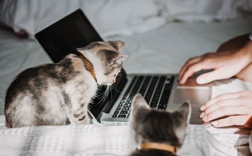 Veterinary Website