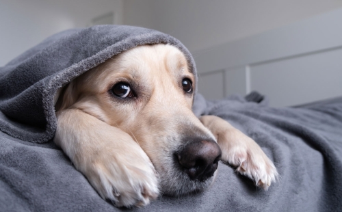 Dog under covers