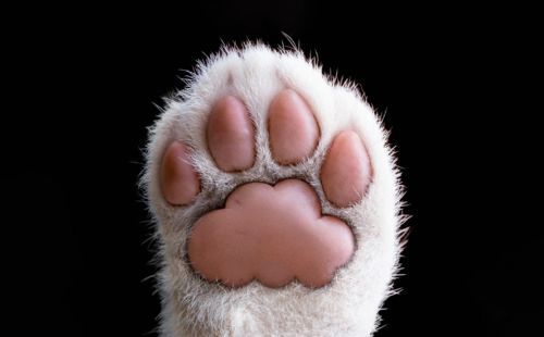 veterinary software