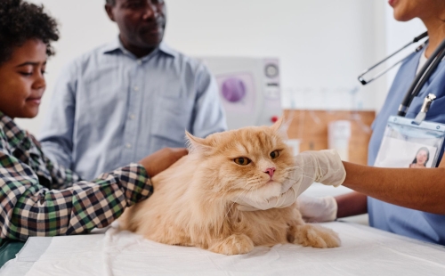 Preventive Care