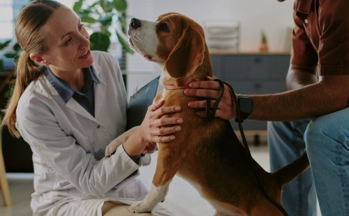 Preventive Care The Secret to Increasing Veterinary Practice Revenue