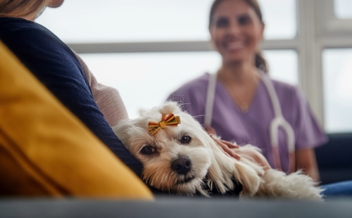 Veterinary Communication Trends What Pet Owners Expect in 2025
