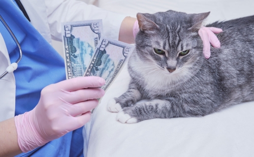 cat Payment