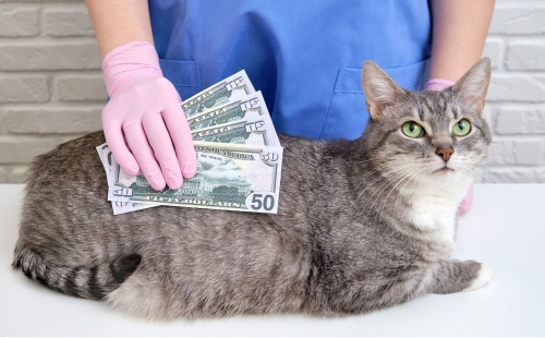 How to increase revenue